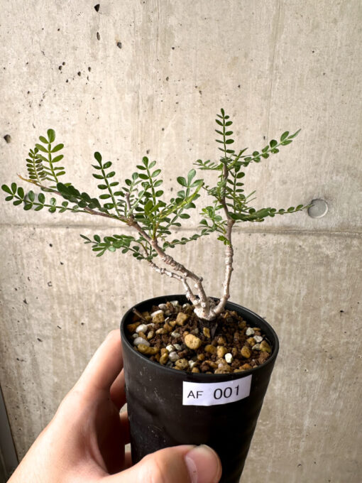 【現品限り】オペルクリカリア・パキプス 根挿し【AF1】 Operculicarya pachypus【植物】塊根植物 夏型 コーデックス