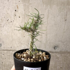 【現品限り】ユーフォルビア・ゴットレベイ 挿し木【AF10】 Euphorbia gottlebei【植物】塊根植物 夏型 コーデックス