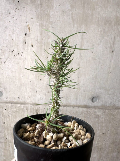 【現品限り】ユーフォルビア・ゴットレベイ 挿し木【AF10】 Euphorbia gottlebei【植物】塊根植物 夏型 コーデックス - 画像 (3)