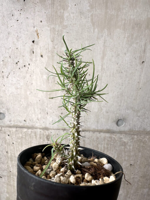 【現品限り】ユーフォルビア・ゴットレベイ 挿し木【AF10】 Euphorbia gottlebei【植物】塊根植物 夏型 コーデックス - 画像 (4)
