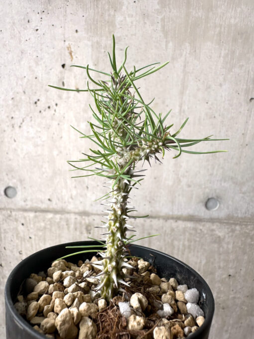 【現品限り】ユーフォルビア・ゴットレベイ 挿し木【AF10】 Euphorbia gottlebei【植物】塊根植物 夏型 コーデックス - 画像 (5)