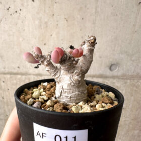 【現品限り】オトンナ・クラビフォリア【AF11】 Othonna clavifolia【植物】塊根植物 夏型 コーデックス