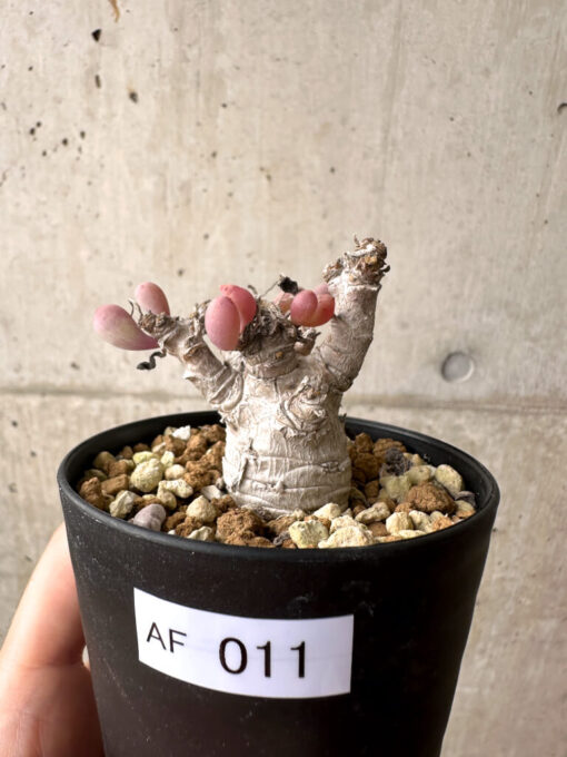 【現品限り】オトンナ・クラビフォリア【AF11】 Othonna clavifolia【植物】塊根植物 夏型 コーデックス