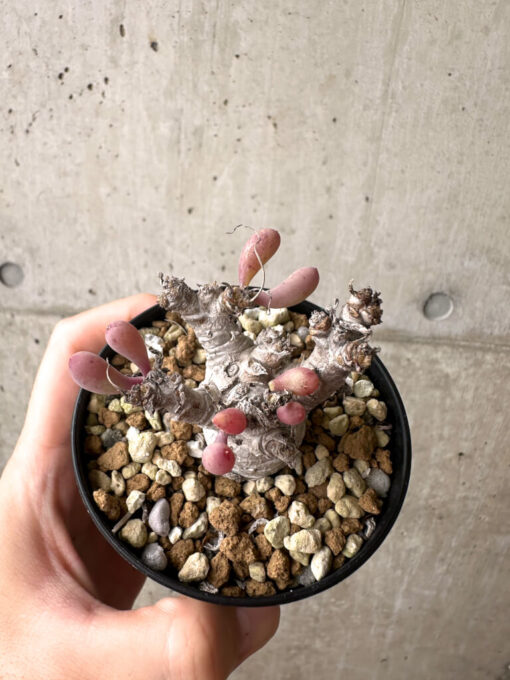 【現品限り】オトンナ・クラビフォリア【AF11】 Othonna clavifolia【植物】塊根植物 夏型 コーデックス - 画像 (2)