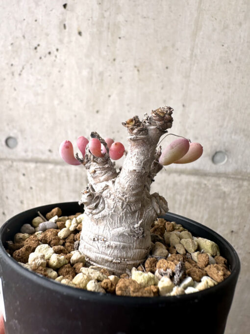 【現品限り】オトンナ・クラビフォリア【AF11】 Othonna clavifolia【植物】塊根植物 夏型 コーデックス - 画像 (3)