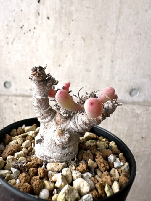【現品限り】オトンナ・クラビフォリア【AF11】 Othonna clavifolia【植物】塊根植物 夏型 コーデックス - 画像 (4)