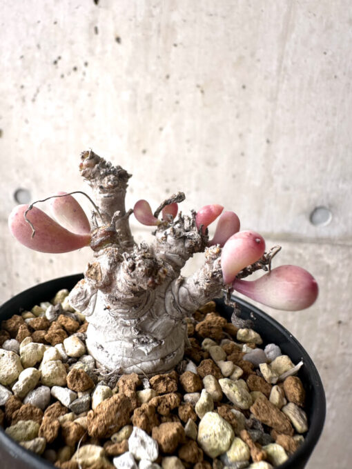 【現品限り】オトンナ・クラビフォリア【AF11】 Othonna clavifolia【植物】塊根植物 夏型 コーデックス - 画像 (5)