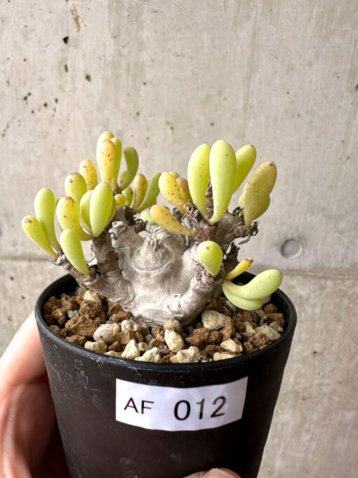【現品限り】オトンナ・クラビフォリア【AF12】 Othonna clavifolia【植物】塊根植物 夏型 コーデックス