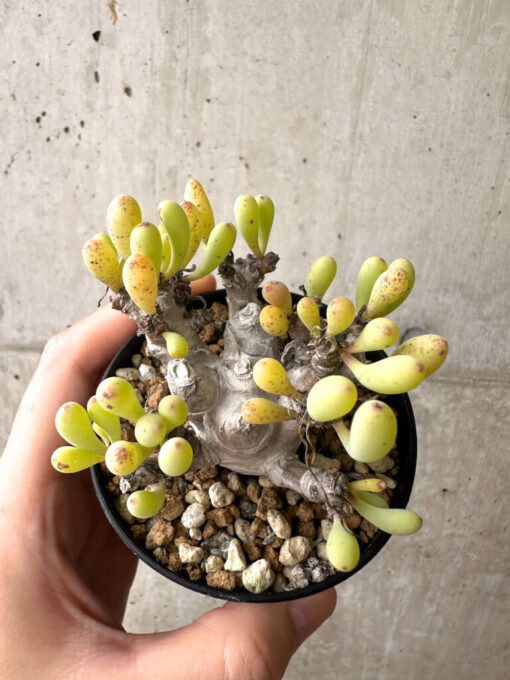 【現品限り】オトンナ・クラビフォリア【AF12】 Othonna clavifolia【植物】塊根植物 夏型 コーデックス - 画像 (2)