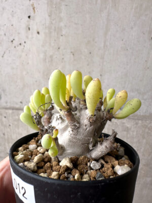 プラントブラザーズ