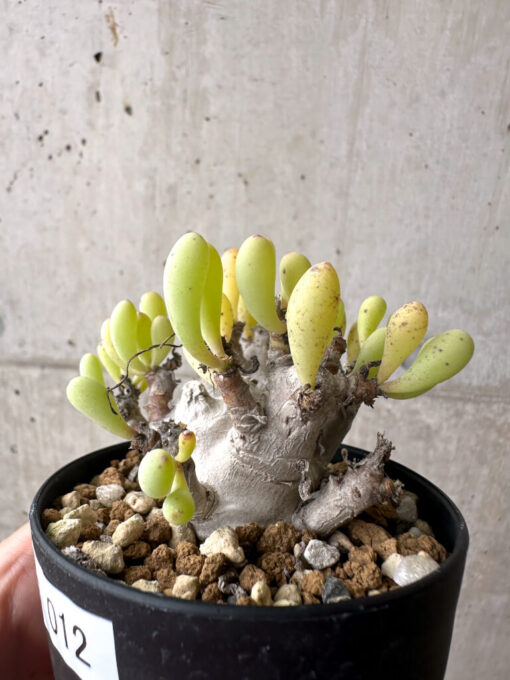 【現品限り】オトンナ・クラビフォリア【AF12】 Othonna clavifolia【植物】塊根植物 夏型 コーデックス - 画像 (3)
