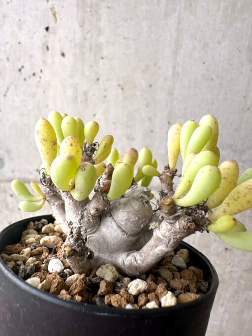【現品限り】オトンナ・クラビフォリア【AF12】 Othonna clavifolia【植物】塊根植物 夏型 コーデックス - 画像 (4)