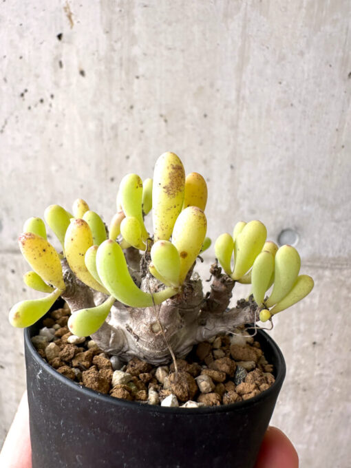 【現品限り】オトンナ・クラビフォリア【AF12】 Othonna clavifolia【植物】塊根植物 夏型 コーデックス - 画像 (5)