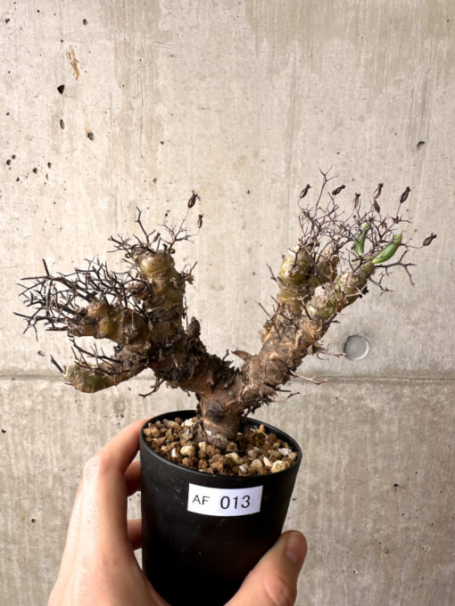 【現品限り】チレコドン・レティキュラーツス 万物想 挿し木 発根済み【AF13】 Tylecodon reticulatus【植物】塊根植物 夏型 コーデックス