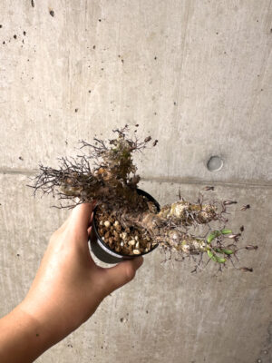 プラントブラザーズ