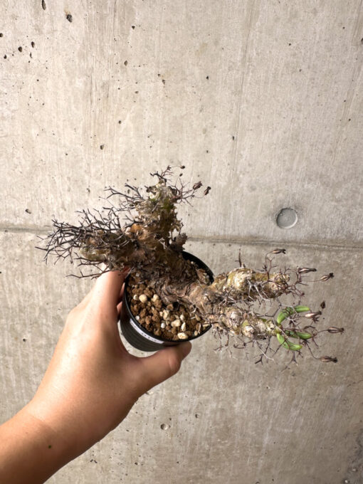 【現品限り】チレコドン・レティキュラーツス 万物想 挿し木 発根済み【AF13】 Tylecodon reticulatus【植物】塊根植物 夏型 コーデックス - 画像 (2)