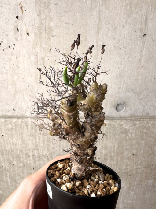 【現品限り】チレコドン・レティキュラーツス 万物想 挿し木 発根済み【AF13】 Tylecodon reticulatus【植物】塊根植物 夏型 コーデックス - 画像 (3)