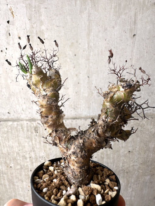 【現品限り】チレコドン・レティキュラーツス 万物想 挿し木 発根済み【AF13】 Tylecodon reticulatus【植物】塊根植物 夏型 コーデックス - 画像 (4)