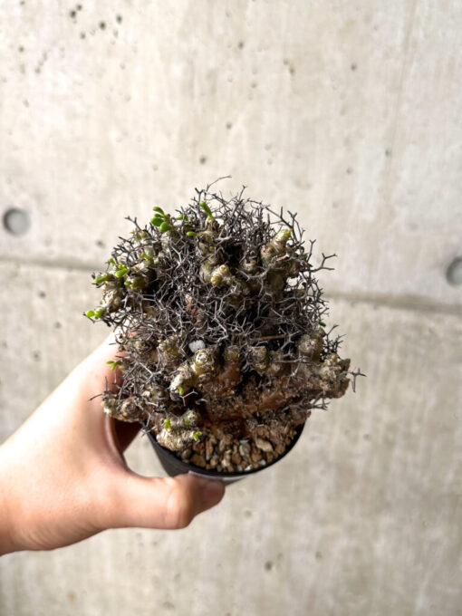 【現品限り】チレコドン・レティキュラーツス 万物想 挿し木 発根済み【AF14】 Tylecodon reticulatus【植物】塊根植物 夏型 コーデックス - 画像 (2)