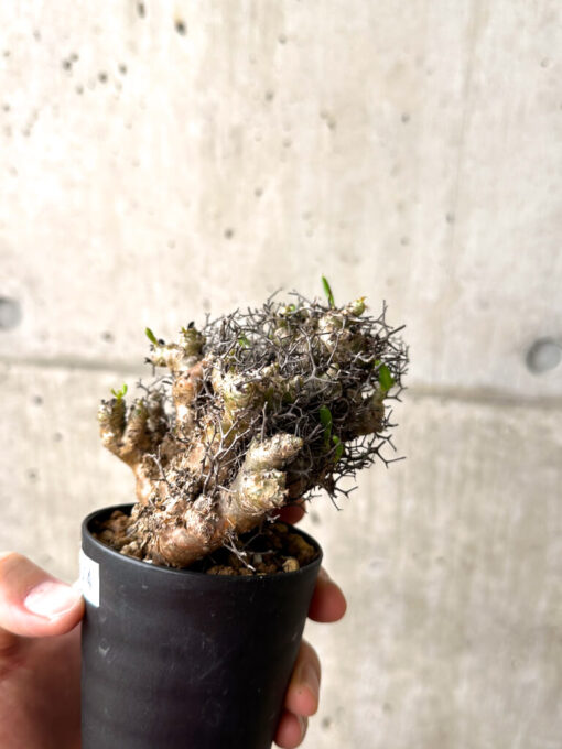 【現品限り】チレコドン・レティキュラーツス 万物想 挿し木 発根済み【AF14】 Tylecodon reticulatus【植物】塊根植物 夏型 コーデックス - 画像 (3)