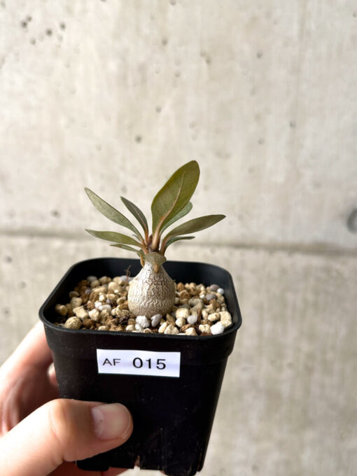 【現品限り】アデニウム・ソコトラナム 実生【AF15】 Adenium socotranum【植物】塊根植物 夏型 コーデックス