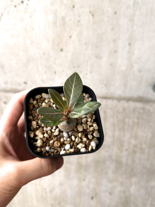【現品限り】アデニウム・ソコトラナム 実生【AF15】 Adenium socotranum【植物】塊根植物 夏型 コーデックス - 画像 (2)