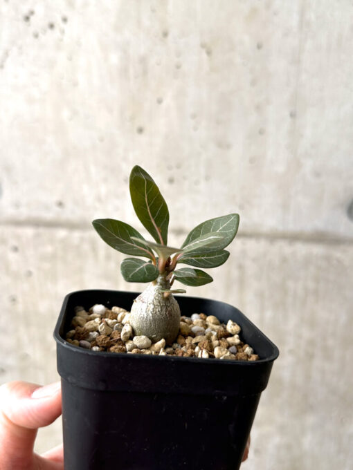 【現品限り】アデニウム・ソコトラナム 実生【AF15】 Adenium socotranum【植物】塊根植物 夏型 コーデックス - 画像 (4)