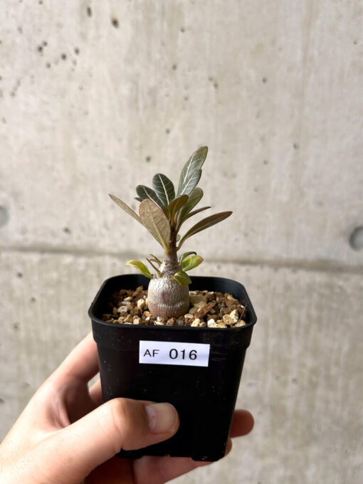 【現品限り】アデニウム・ソコトラナム 実生【AF16】 Adenium socotranum【植物】塊根植物 夏型 コーデックス