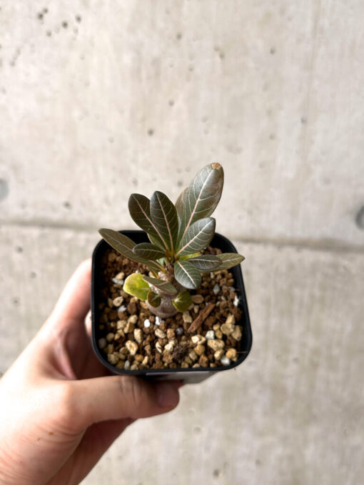 【現品限り】アデニウム・ソコトラナム 実生【AF16】 Adenium socotranum【植物】塊根植物 夏型 コーデックス - 画像 (2)