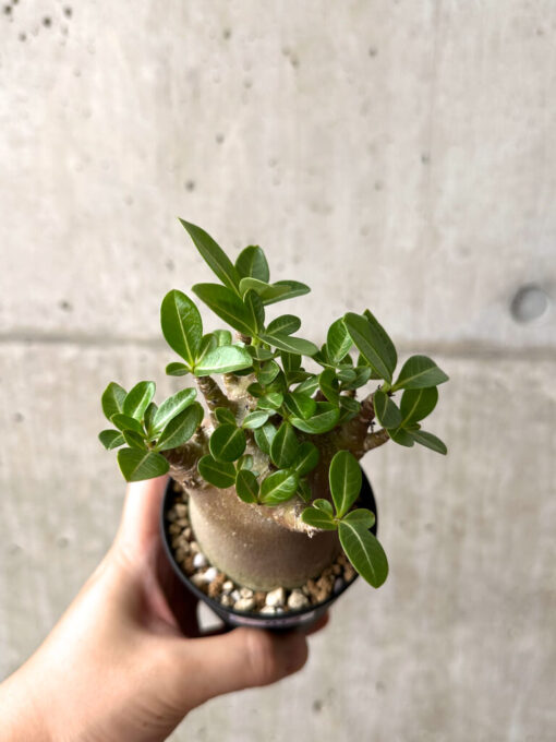 【現品限り】アデニウム・アラビカム ブラックスキン【AF17】 Adenium arabicum ‘Black skin’【植物】塊根植物 夏型 コーデックス - 画像 (2)