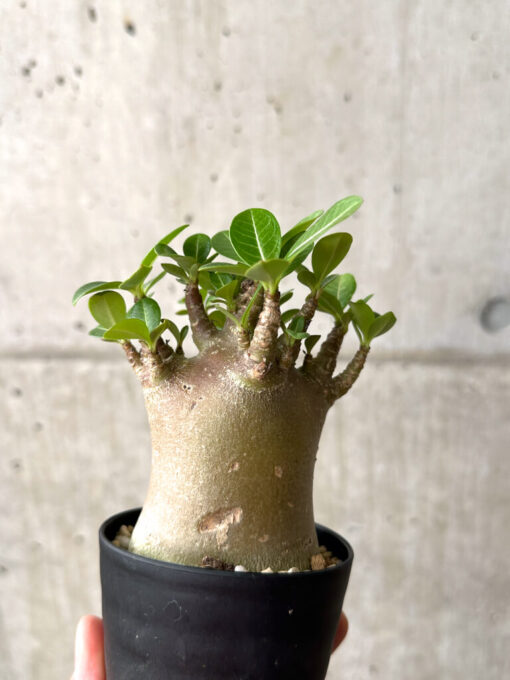 【現品限り】アデニウム・アラビカム ブラックスキン【AF17】 Adenium arabicum ‘Black skin’【植物】塊根植物 夏型 コーデックス - 画像 (4)