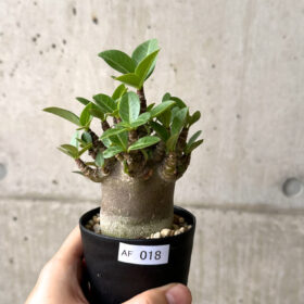 【現品限り】アデニウム・アラビカム ブラックスキン【AF18】 Adenium arabicum ‘Black skin’【植物】塊根植物 夏型 コーデックス