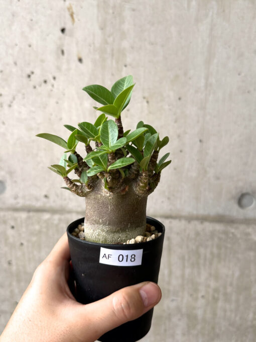 【現品限り】アデニウム・アラビカム ブラックスキン【AF18】 Adenium arabicum ‘Black skin’【植物】塊根植物 夏型 コーデックス