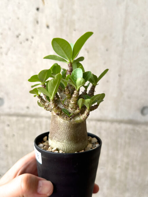 【現品限り】アデニウム・アラビカム ブラックスキン【AF18】 Adenium arabicum ‘Black skin’【植物】塊根植物 夏型 コーデックス - 画像 (3)