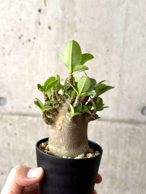 【現品限り】アデニウム・アラビカム ブラックスキン【AF18】 Adenium arabicum ‘Black skin’【植物】塊根植物 夏型 コーデックス - 画像 (4)