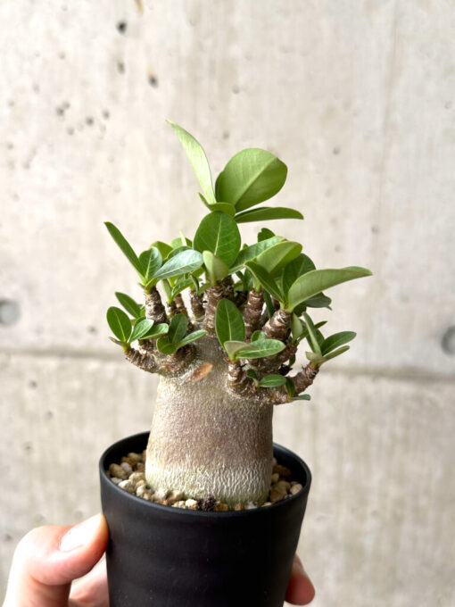 【現品限り】アデニウム・アラビカム ブラックスキン【AF18】 Adenium arabicum ‘Black skin’【植物】塊根植物 夏型 コーデックス - 画像 (5)