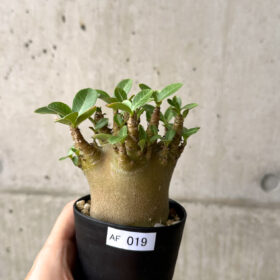 【現品限り】アデニウム・アラビカム ブラックスキン【AF19】 Adenium arabicum ‘Black skin’【植物】塊根植物 夏型 コーデックス