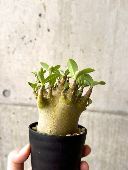 【現品限り】アデニウム・アラビカム ブラックスキン【AF19】 Adenium arabicum ‘Black skin’【植物】塊根植物 夏型 コーデックス - 画像 (4)