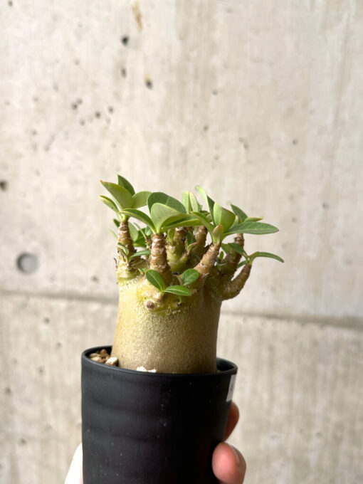 【現品限り】アデニウム・アラビカム ブラックスキン【AF19】 Adenium arabicum ‘Black skin’【植物】塊根植物 夏型 コーデックス - 画像 (5)