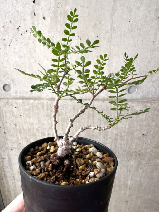 【現品限り】オペルクリカリア・パキプス 根挿し【AF1】 Operculicarya pachypus【植物】塊根植物 夏型 コーデックス - 画像 (3)