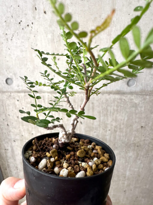【現品限り】オペルクリカリア・パキプス 根挿し【AF1】 Operculicarya pachypus【植物】塊根植物 夏型 コーデックス - 画像 (4)