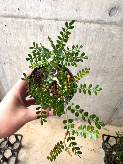 【現品限り】オペルクリカリア・パキプス 根挿し【AF1】 Operculicarya pachypus【植物】塊根植物 夏型 コーデックス - 画像 (5)
