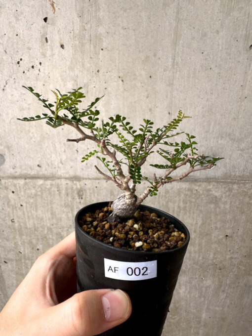 【現品限り】オペルクリカリア・パキプス 根挿し【AF2】 Operculicarya pachypus【植物】塊根植物 夏型 コーデックス