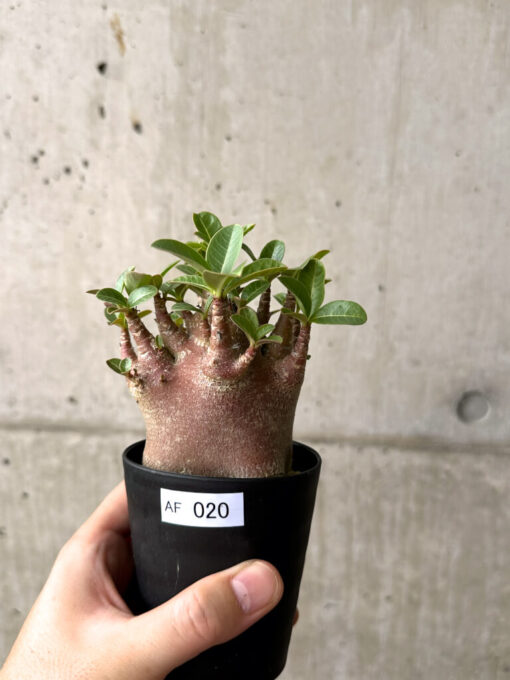 【現品限り】アデニウム・アラビカム ブラックスキン【AF20】 Adenium arabicum ‘Black skin’【植物】塊根植物 夏型 コーデックス