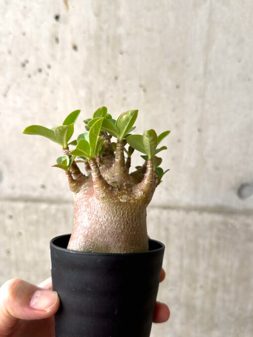 【現品限り】アデニウム・アラビカム ブラックスキン【AF20】 Adenium arabicum ‘Black skin’【植物】塊根植物 夏型 コーデックス - 画像 (3)