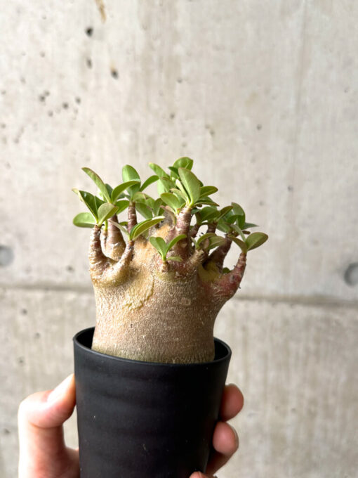 【現品限り】アデニウム・アラビカム ブラックスキン【AF20】 Adenium arabicum ‘Black skin’【植物】塊根植物 夏型 コーデックス - 画像 (4)