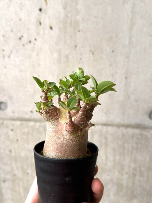 【現品限り】アデニウム・アラビカム ブラックスキン【AF20】 Adenium arabicum ‘Black skin’【植物】塊根植物 夏型 コーデックス - 画像 (5)