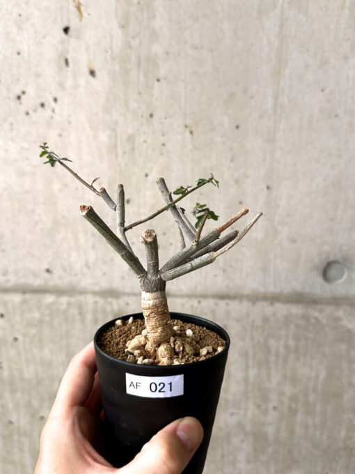 【現品限り】アデニア・サブセシフォリア 実生【AF21】 Adenia subsessilifolia【植物】塊根植物 夏型 コーデックス