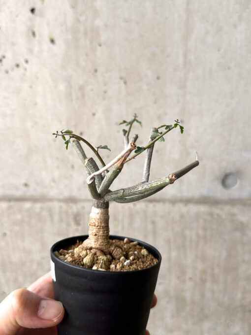 【現品限り】アデニア・サブセシフォリア 実生【AF21】 Adenia subsessilifolia【植物】塊根植物 夏型 コーデックス - 画像 (3)