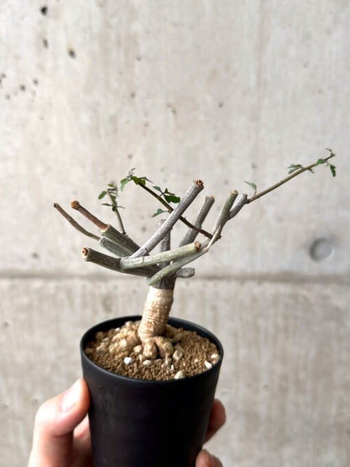 【現品限り】アデニア・サブセシフォリア 実生【AF21】 Adenia subsessilifolia【植物】塊根植物 夏型 コーデックス - 画像 (4)